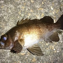 爆風のメバリング